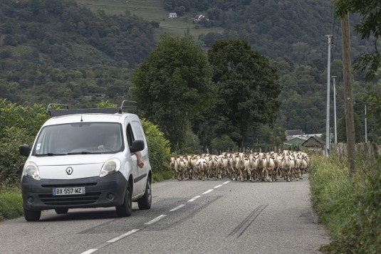 Ziegen auf der Straße in den französischen Pyrenäen Ziegen auf der Straße in den französischen Pyrenäen