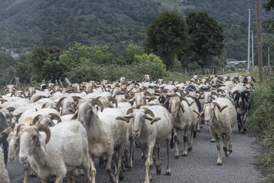 Ziegen auf der Straße in den französischen Pyrenäen Ziegen auf der Straße in den französischen Pyrenäen