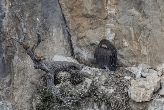 Geier in der Foz de Arbayun Geier in der Foz de Arbayun