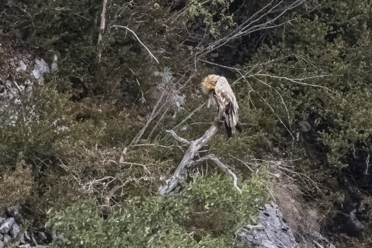 Geier in der Foz de Arbayun Geier in der Foz de Arbayun