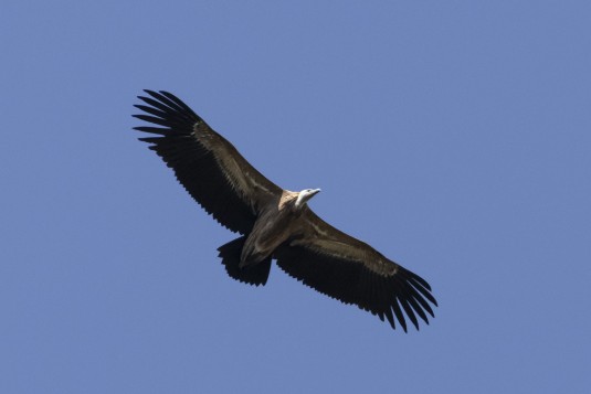 Geier in Foz de Lumbier Geier in Foz de Lumbier