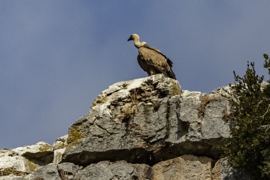 Geier in Foz de Lumbier Geier in Foz de Lumbier