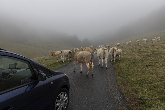 Pic du Midi de Bigorre Kühe auf der Straße am Pic du Midi de Bigorre