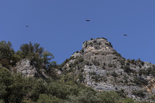 Valle de Anso Geier im Valle de Anso in den spanischen Pyrenäen